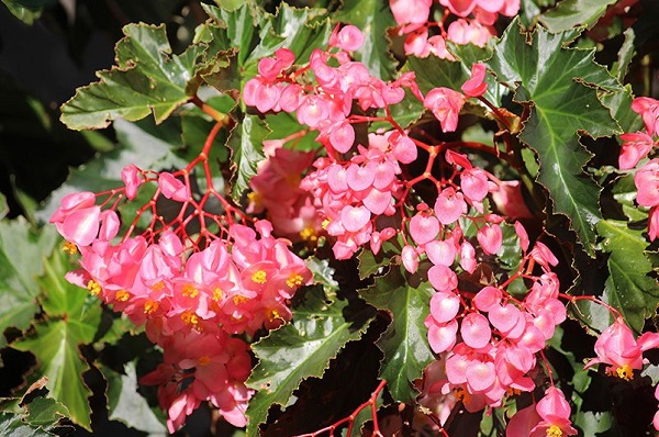 angel wing begonia