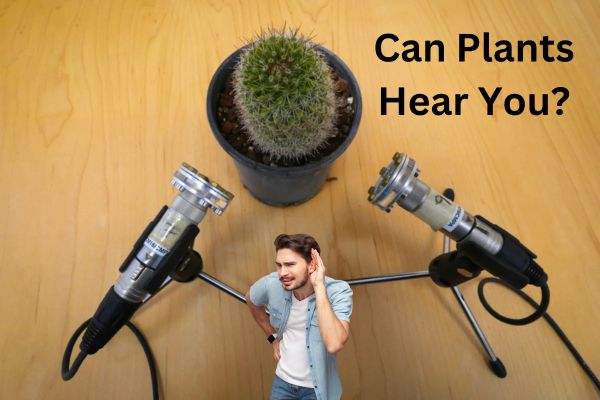 can plants hear humans if so where's the proof    