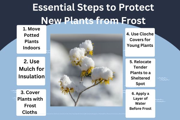 essential steps to protect new plants from frost