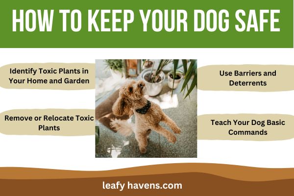 what house plants are toxic to dogs     