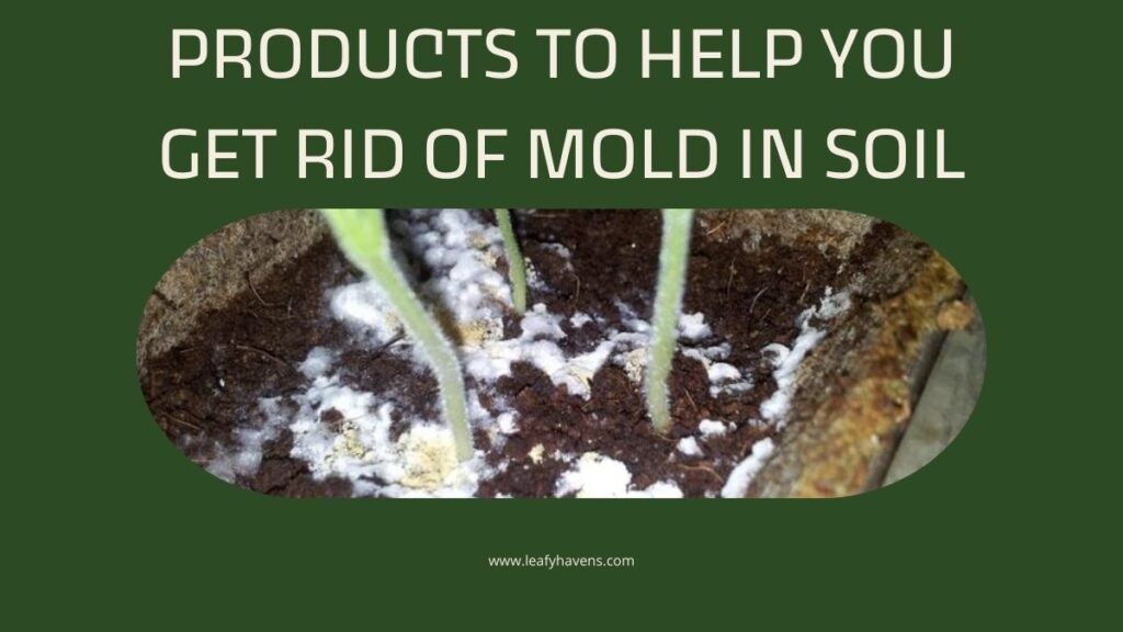 how to get rid of mold in houseplant soil