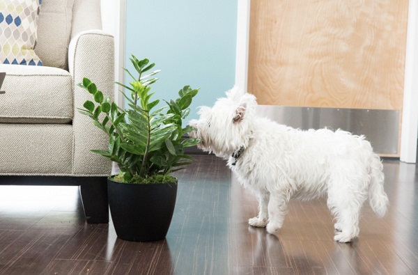 what house plants are toxic to dogs     