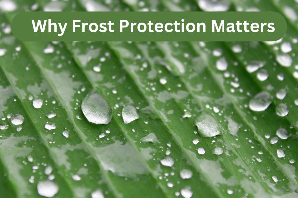 why frost protection matters