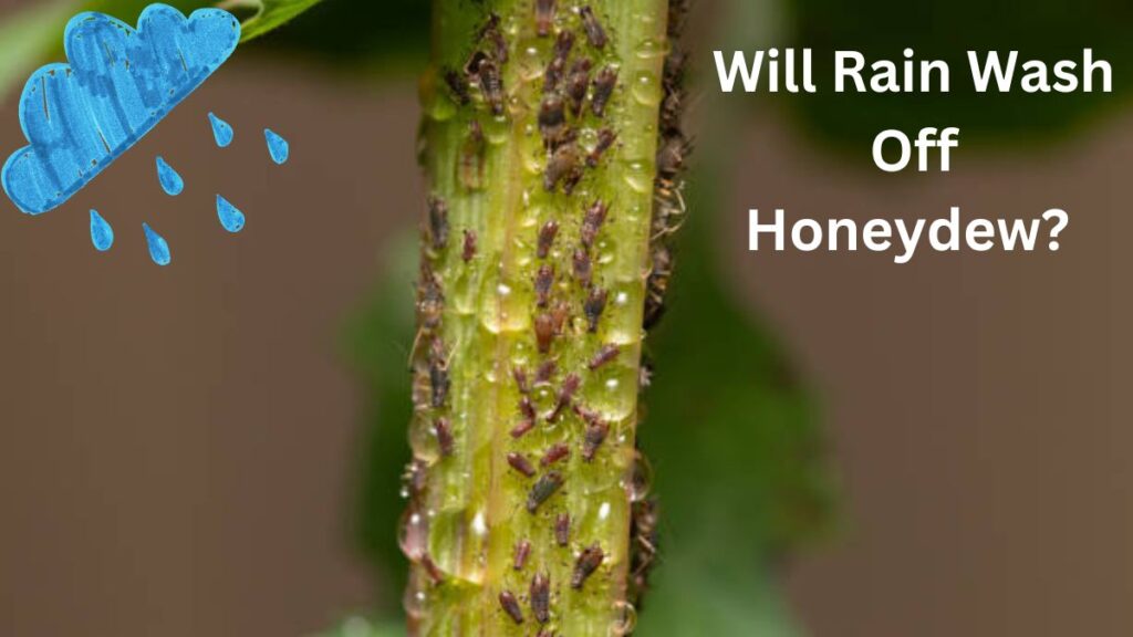 will rain wash off honeydew