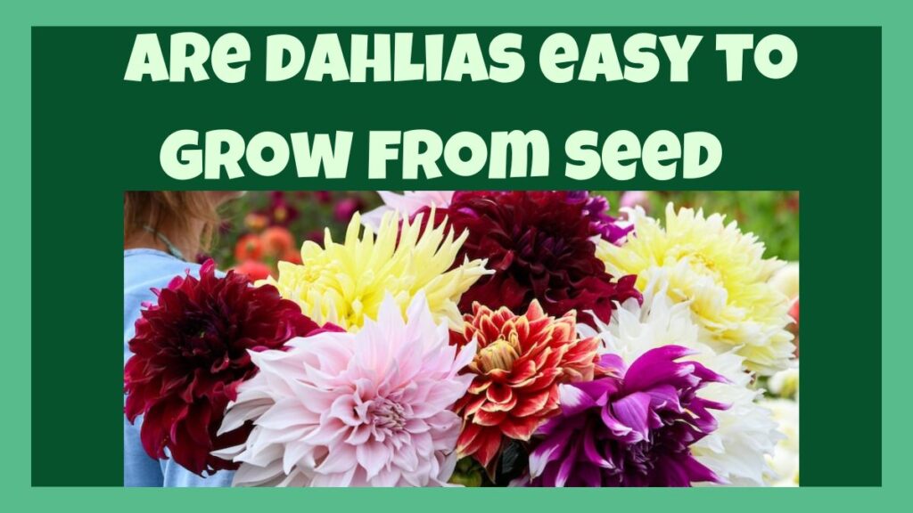 are dahlias easy to grow from seed