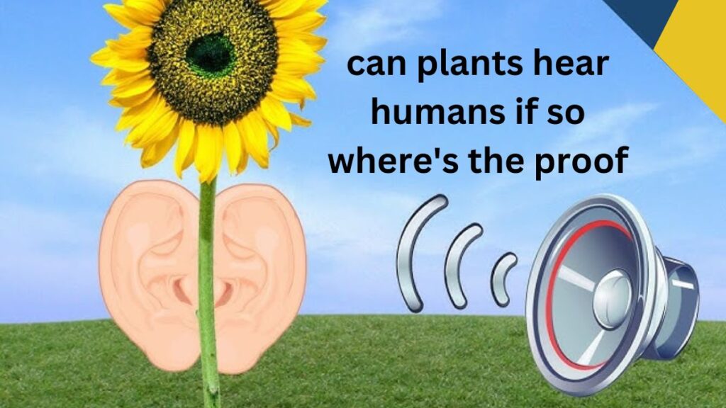 can plants hear humans if so where's the proof