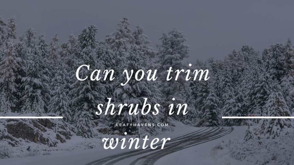 can you trim shrubs in winter