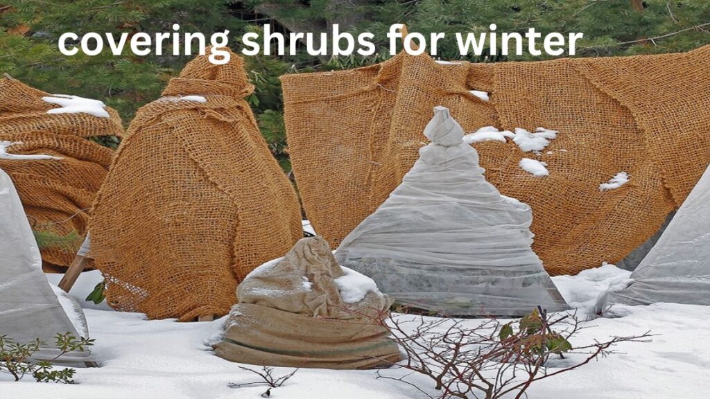 Covering Shrubs for Winter: A Step-by-Step Guide for Protection