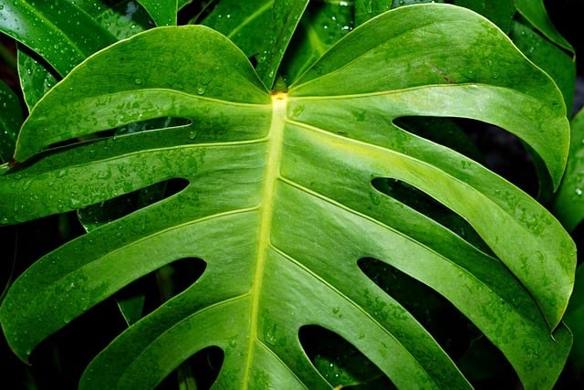 how to split a monstera     