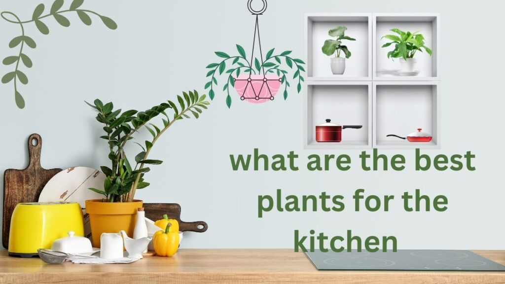 what are the best plants for the kitchen