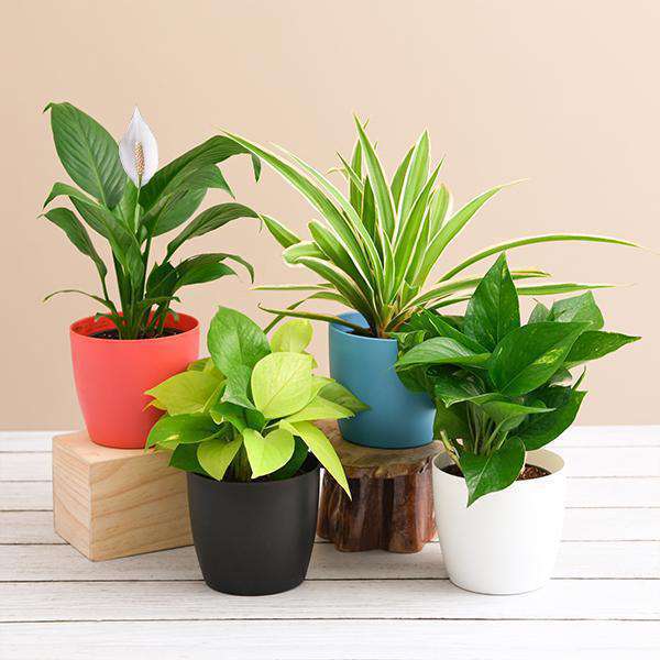 air purifying plants for baby room           