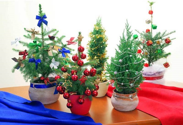 7 Fertilizing Tips for Your Potted Christmas Tree       