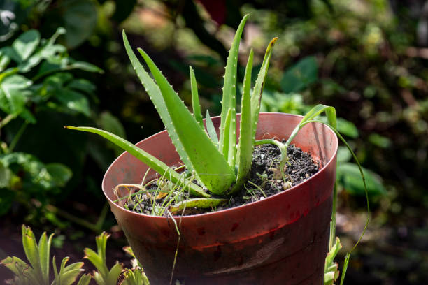 how long can a potted plant live    