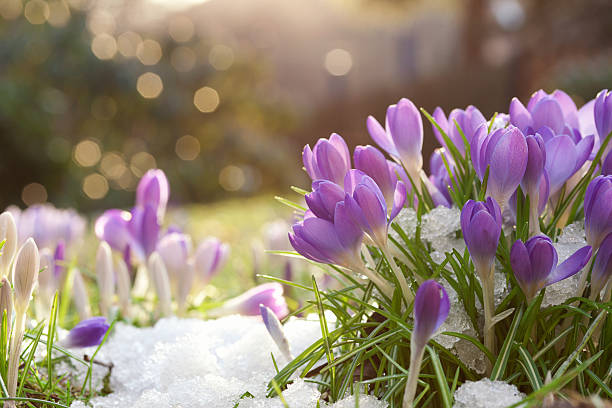 earliest flowering bulbs       