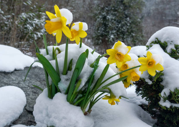 earliest flowering bulbs       