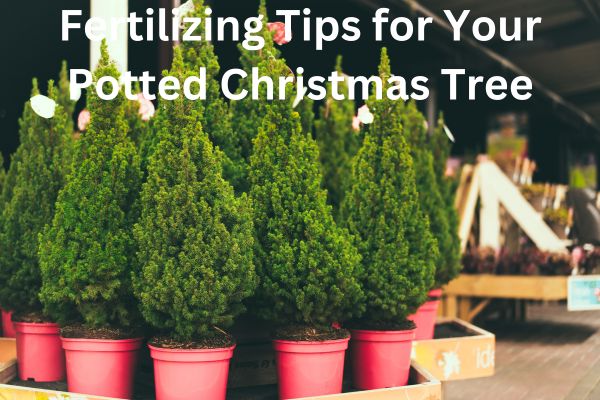 7 Fertilizing Tips for Your Potted Christmas Tree       