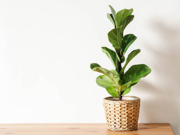 how long can a potted plant live    