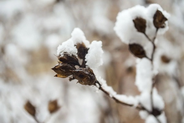 how to care for hibiscus plant in winter   