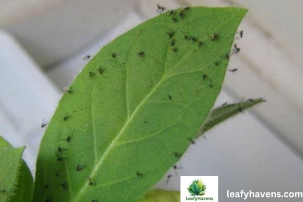 how to get rid of gnats in your house plants    