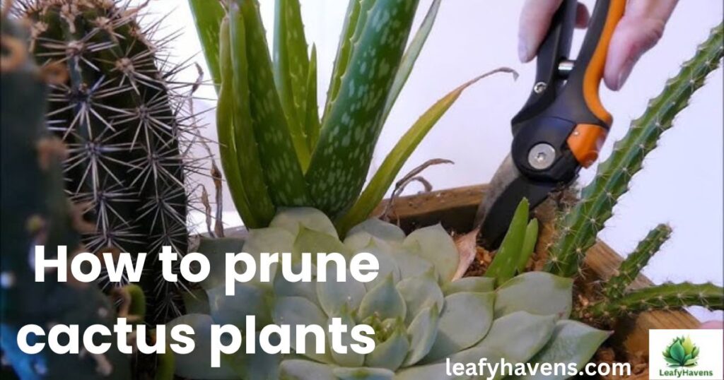 how to prune cactus plants