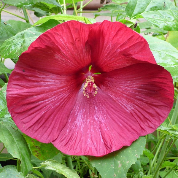 how to care for hibiscus plant in winter   