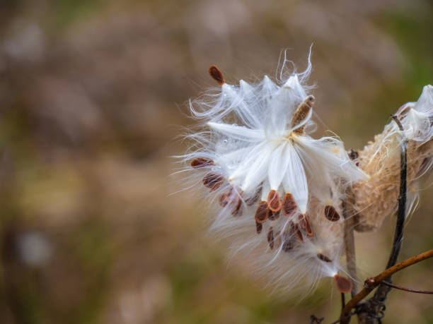 how to care for milkweed plants    