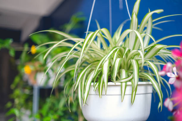 air purifying plants for baby room           