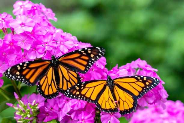 how to care for milkweed plants    