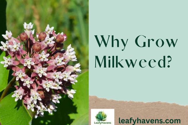 how to care for milkweed plants    