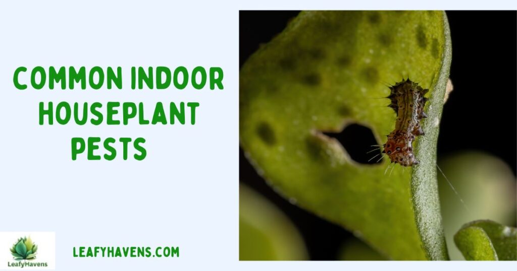 common indoor houseplant pests