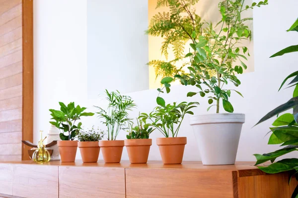 how long can a potted plant live    