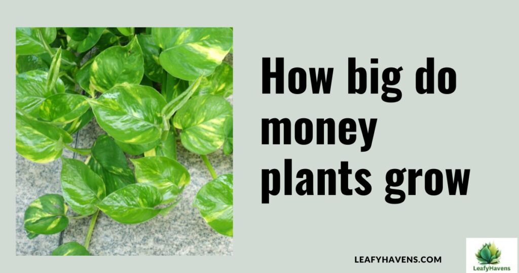 how big do money plants grow