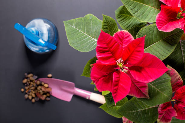 how often to water a poinsettia     