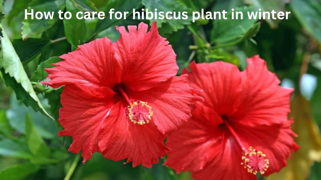 how to care for hibiscus plant in winter