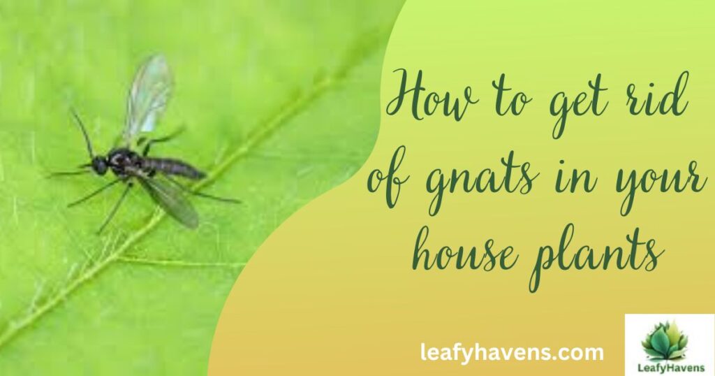 how to get rid of gnats in your house plants