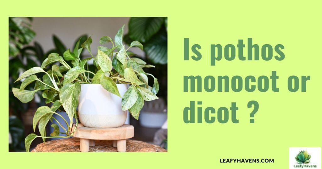 is pothos monocot or dicot