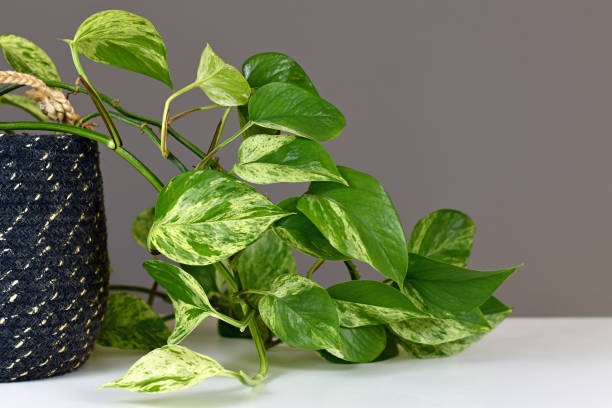 is pothos monocot or dicot    