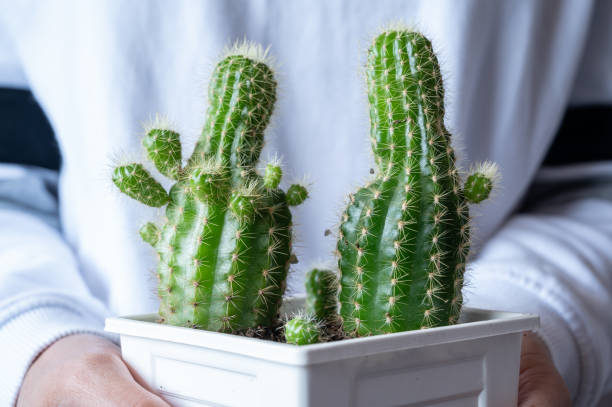 how to prune cactus plants    