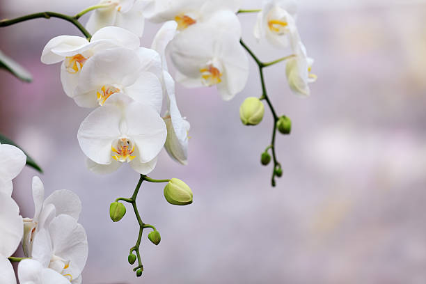 are phalaenopsis orchids poisonous to cats   