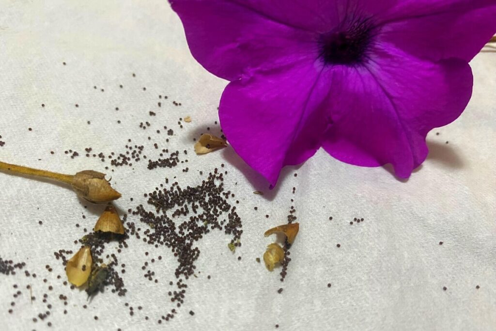 how to harvest seeds from petunias      