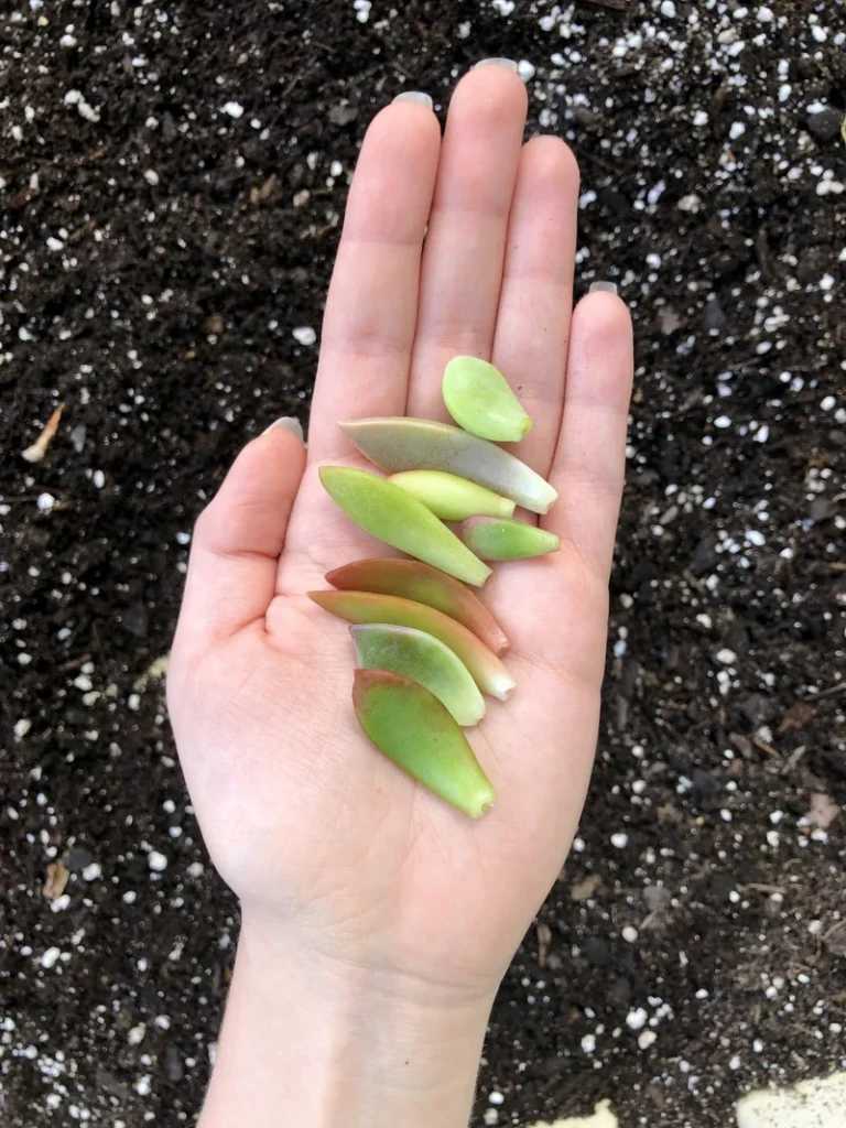 growing a succulent from a leaf   