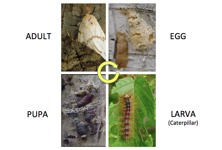 life cycle of tent caterpillars      