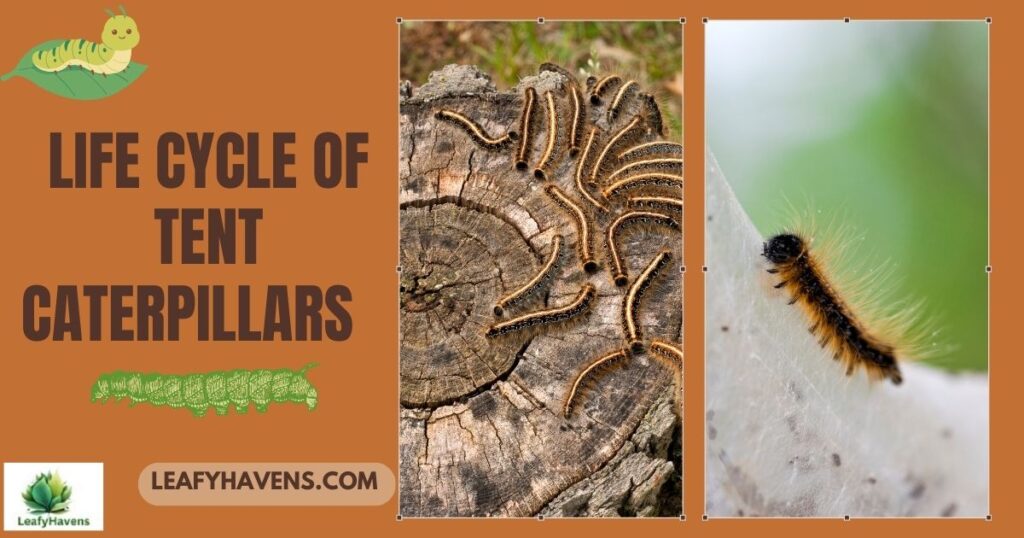 Life Cycle of Tent Caterpillars & Control Methods Explained