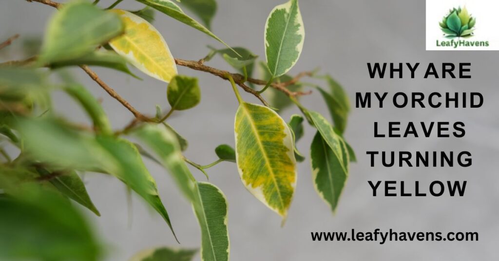 why are my orchid leaves turning yellow ?fix it