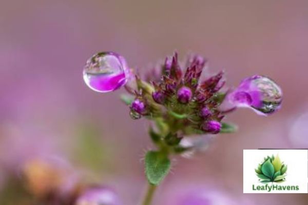 creeping thyme bloom