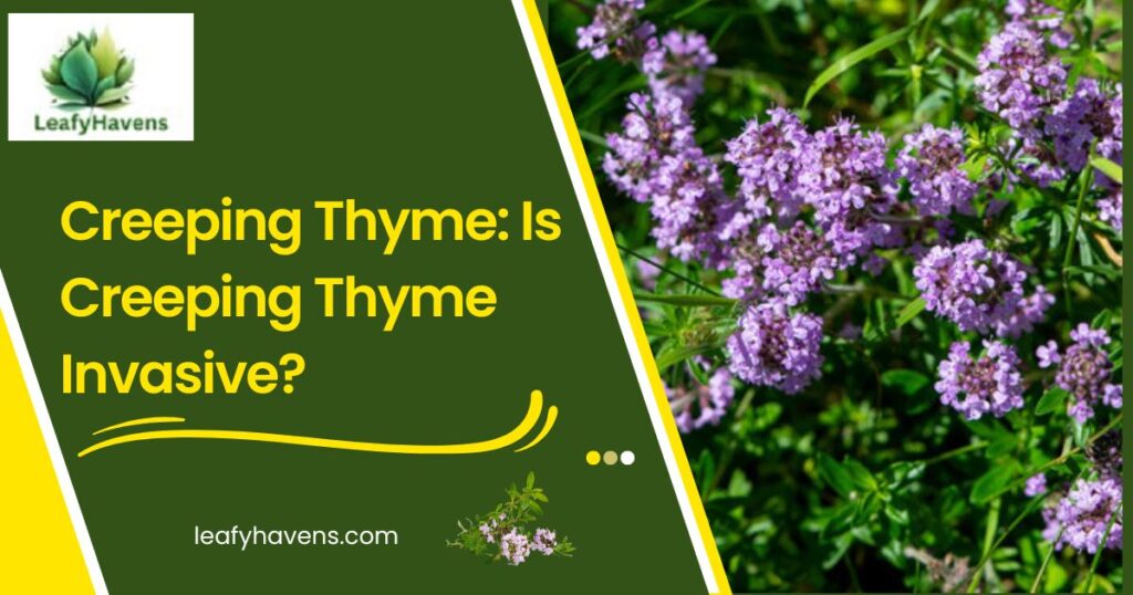Creeping Thymes