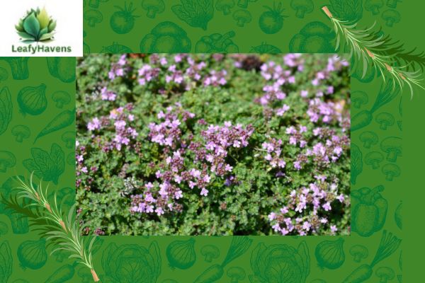 creeping thyme