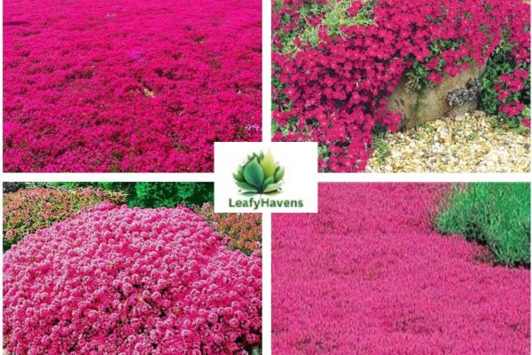 red creeping thyme